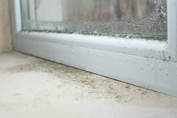 Best Mold Odor Removal Services  in Stanton, TX